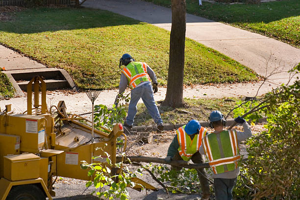 How Our Tree Care Process Works  in Forest Hills, PA